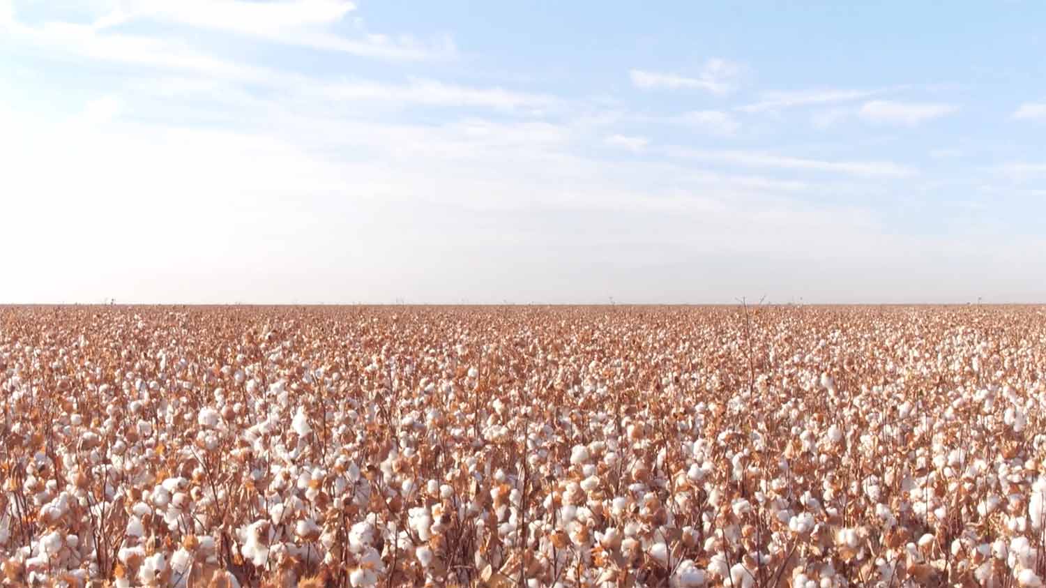 Supima Cotton Fields