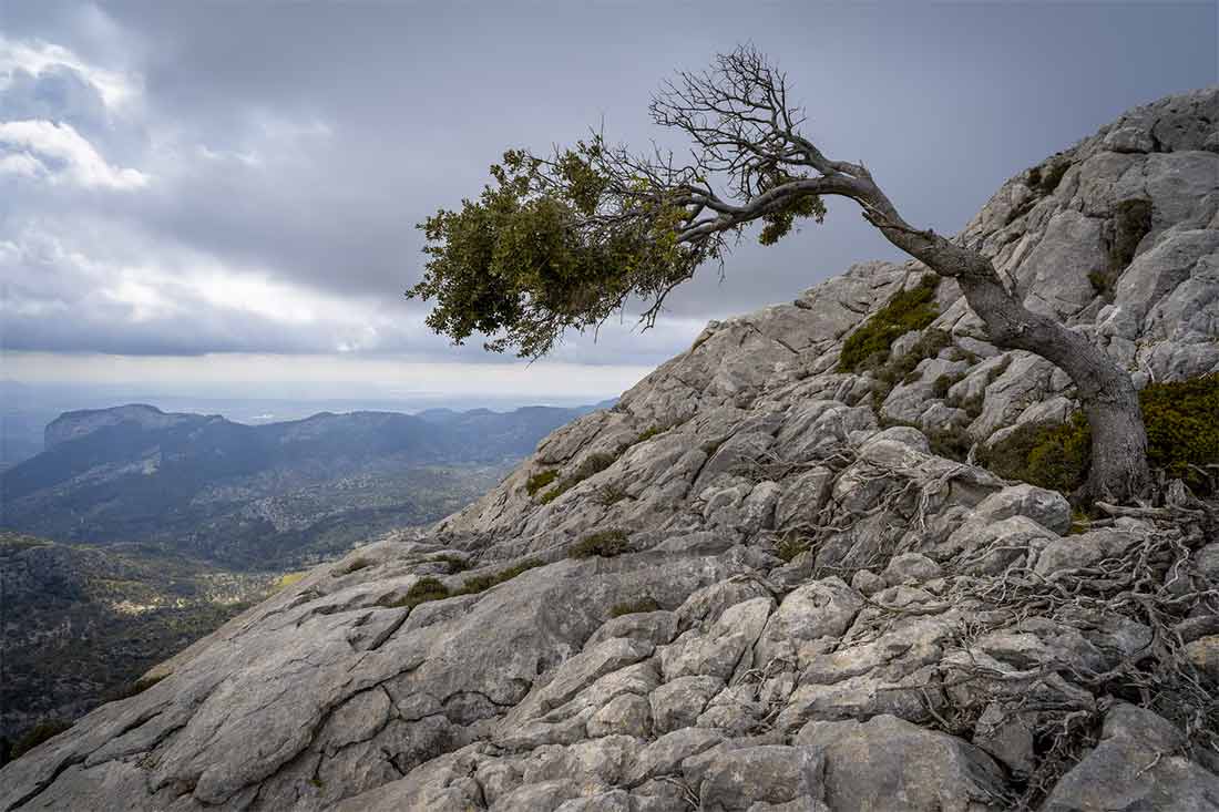 tree growing on mountain resilience